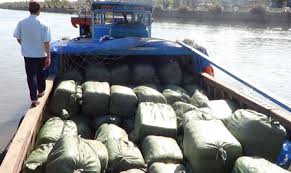 VI PHẠM QUY ĐỊNH VỀ HOA TIÊU VÀ CÁC QUY ĐỊNH ĐỐI VỚI HOẠT ĐỘNG THANH TRA, KIỂM TRA TRONG LĨNH VỰC GIAO THÔNG ĐƯỜNG THỦY NỘI ĐỊA